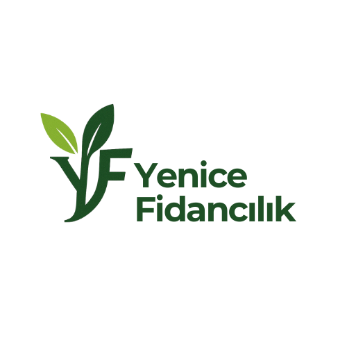Yenice Fidan